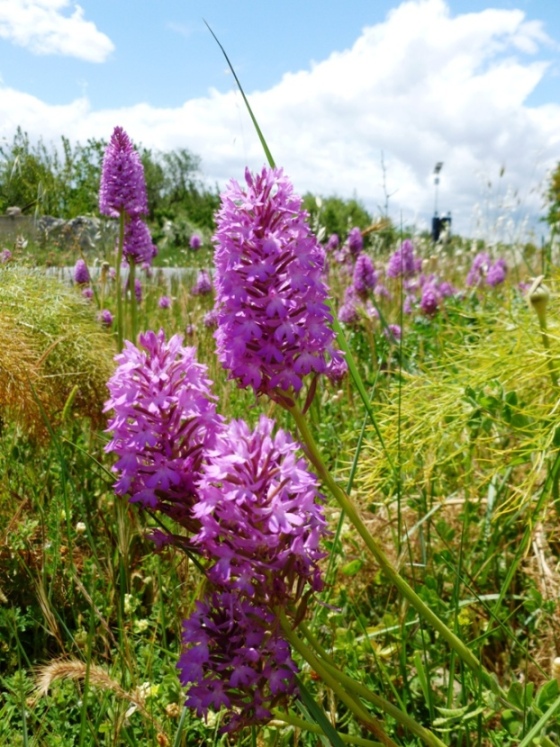 Anacamptis pyramidalis